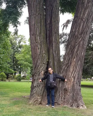 Белая акация дерево фотографии