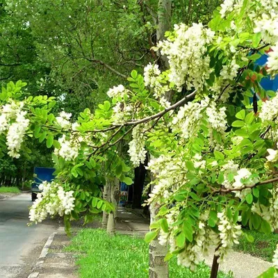 Фотк с белой акацией - мягкость и элегантность