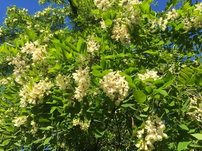 Белая акация дерево: великолепная белоснежная красота природы 