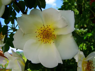 Красивое изображение розы в разных размерах