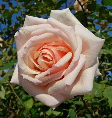 Фотка Белая чайная роза для использования в дизайне