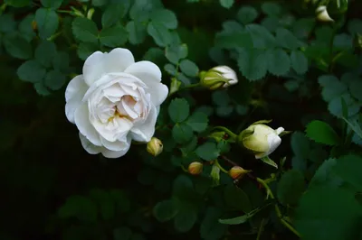 Изображение белой чайной розы с нежными лепестками