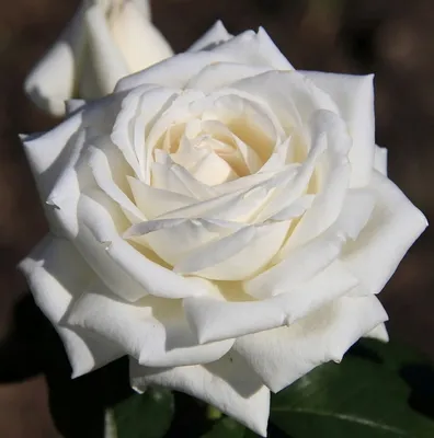 Фото розы в прекрасной композиции
