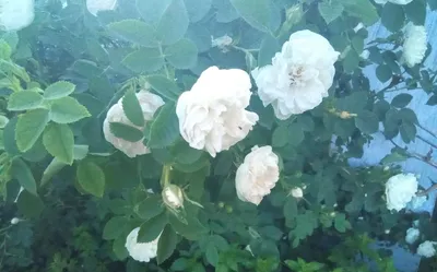 Изображение белой чайной розы на фоне заката
