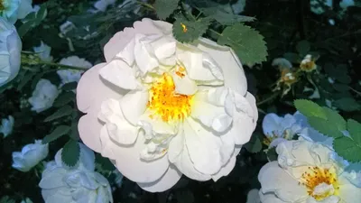 Изображение чайной розы в png формате