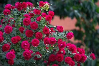 Фотография розы с глубиной резкости