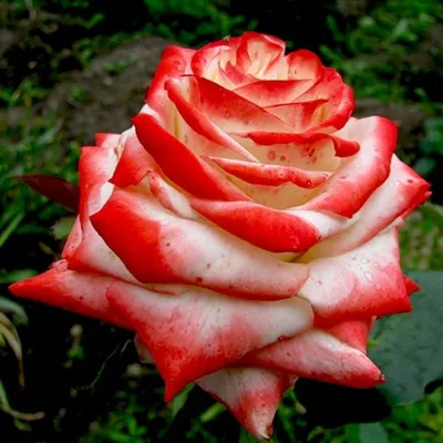 Изображение белой чайной розы с фоновым размытием