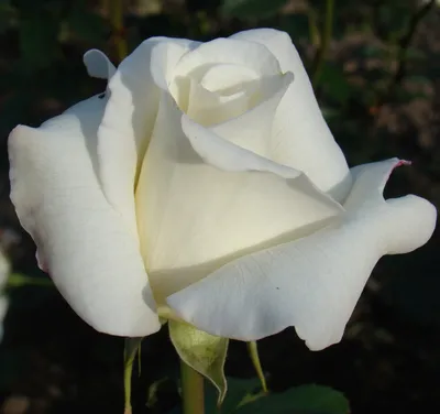 Фотка Белая чайная роза с пышными лепестками.