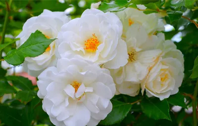 Фотография Белая чайная роза в webp формате