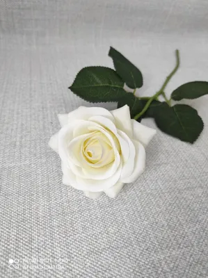 Картинка белой чайной розы для загрузки
