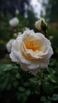 Фото белой чайной розы для печати