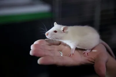Портрет белой крысы для загрузки