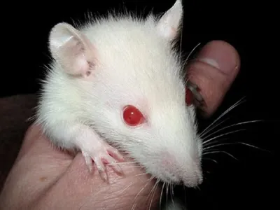 Чудесное фото белой крысы