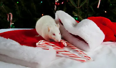 Фотография белой крысы в высоком разрешении
