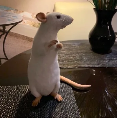 Фото белой крысы в формате JPG