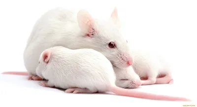 Красочная картинка белой крысы