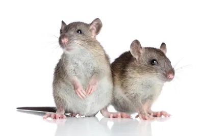 Качественная фотография белой крысы