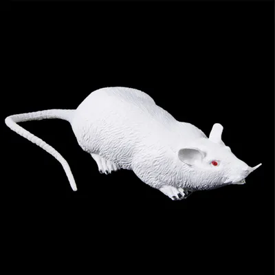 Фото белой крысы с яркими деталями