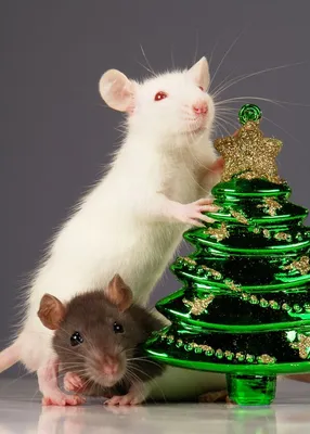 Фото белой крысы в карманном формате