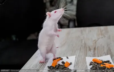 Фото белой крысы с прекрасными деталями