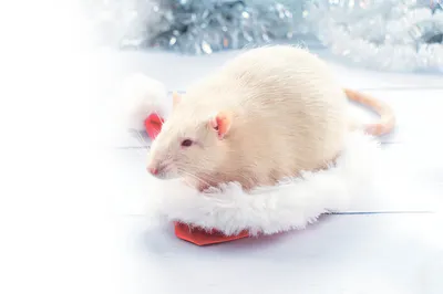 Оригинальное фото симпатичной белой крысы