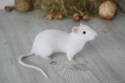Уникальное изображение белой крысы
