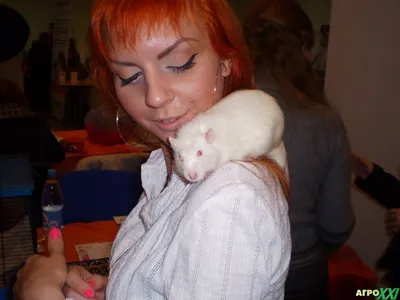 Фотография белой крысы в высокой четкости