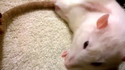 Уникальная фотка белой крысы