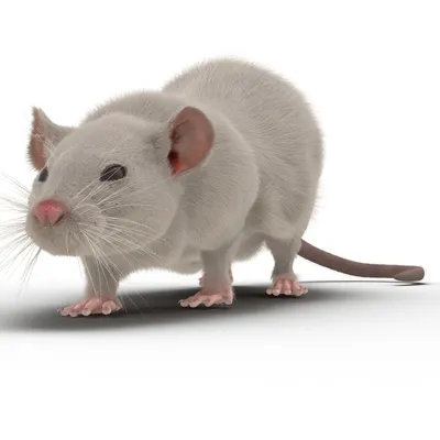 Изысканная фотография белой крысы