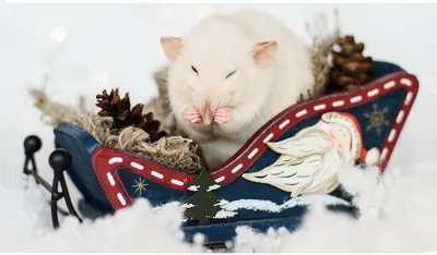 Забавная фотка белой крысы