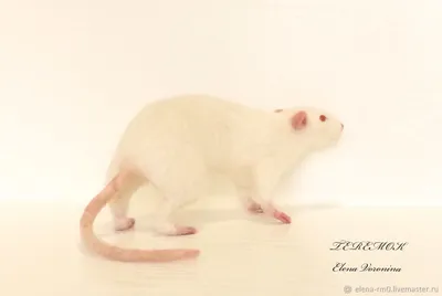 Белая крыса для скачивания в PNG