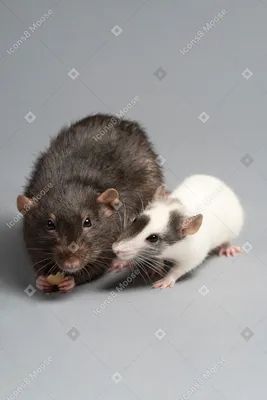 Пленительное изображение белой крысы