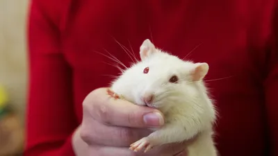 Чудесное изображение белой крысы