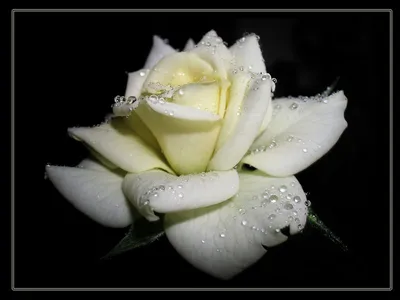 Красивая белая роза на черном фоне