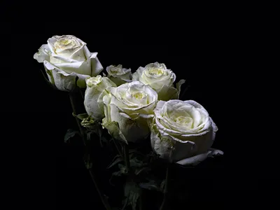 Белая роза в формате JPG на черном фоне