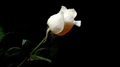 Фото белой розы в формате JPG на черном фоне