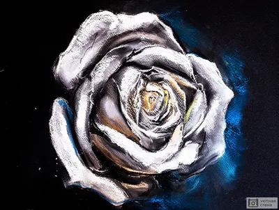 Фотография белой розы в формате PNG на черном фоне