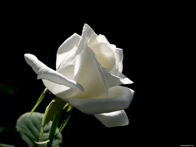 Прекрасная роза на черном фоне: выберите формат для скачивания