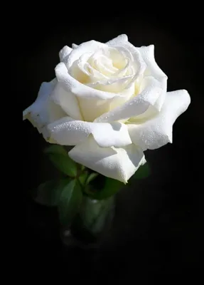 Картинка белой розы на черном фоне в формате WEBP