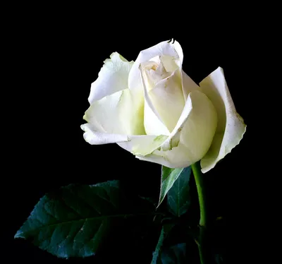 Удивительная картина белой розы на черном фоне