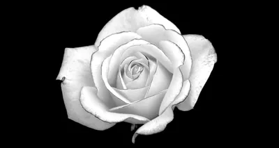 Впечатляющая фотография белой розы на черном фоне