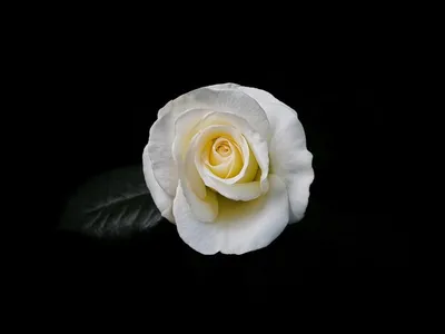 Изображение прекрасной белой розы на черном фоне
