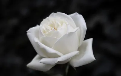 Роскошная белая роза на черном фоне: выберите размер