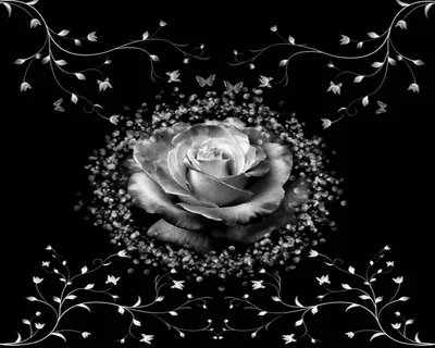 Фото белой розы в формате JPG на черном фоне: доступные форматы