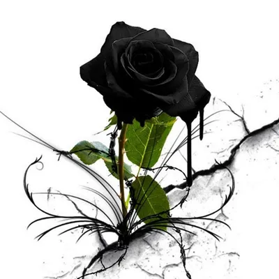 Фантастическая картина белой розы на черном фоне