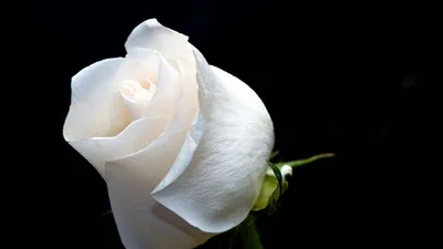 Восхитительное изображение белой розы на черном фоне