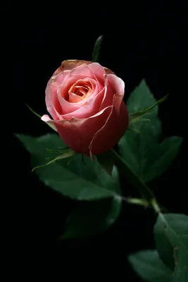 Фотография белой розы в формате PNG на черном фоне: выберите формат