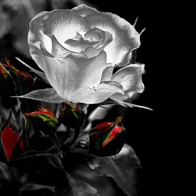 Белая роза на черном фоне фотографии