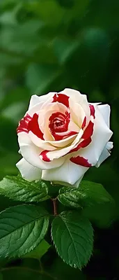 Впечатляющая фотография белой розы на черном фоне