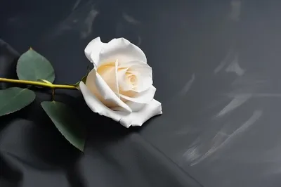 Изображение прекрасной белой розы на черном фоне: выберите размер